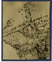 Cut down orchard