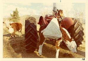 Calf being carried by tractor