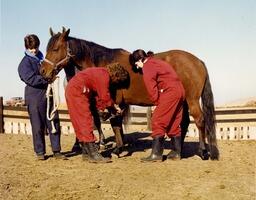 Cleaning the hooves on a horse: Animal Health Technology