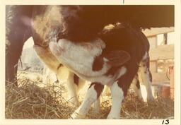 Calf