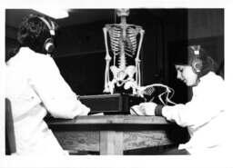 Comparative anatomy