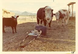 Cows with video equipment