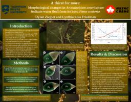 A thirst for more: Morphological changes in arceuthobium americanum indicate water theft from its host, pinus contorta