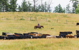 Sustainable ranching