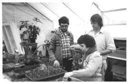 Plant seedlings