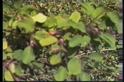 Saskatoon berries [videorecording]: Memories of a Secwepemc elder; 1