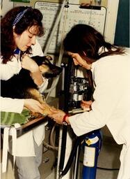 Dog check up: Animal Health Technology