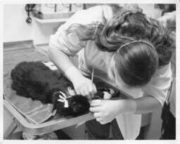 Animal health technology: Cat teeth cleaning